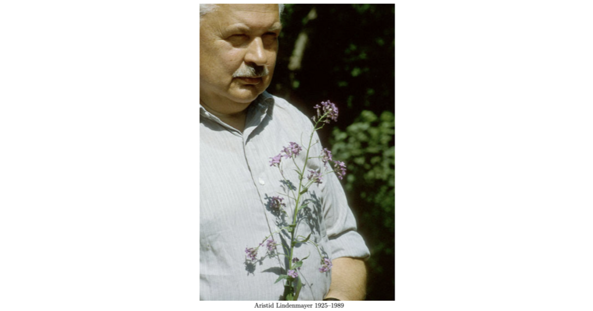 manymanytrees.com image